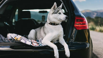 I’m Vacationing With My Dog But He Doesn’t Eat! What Do I Do?