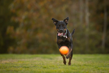 Dog chasing a toy ball