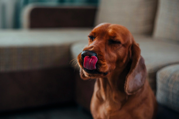 Dog licking its nose