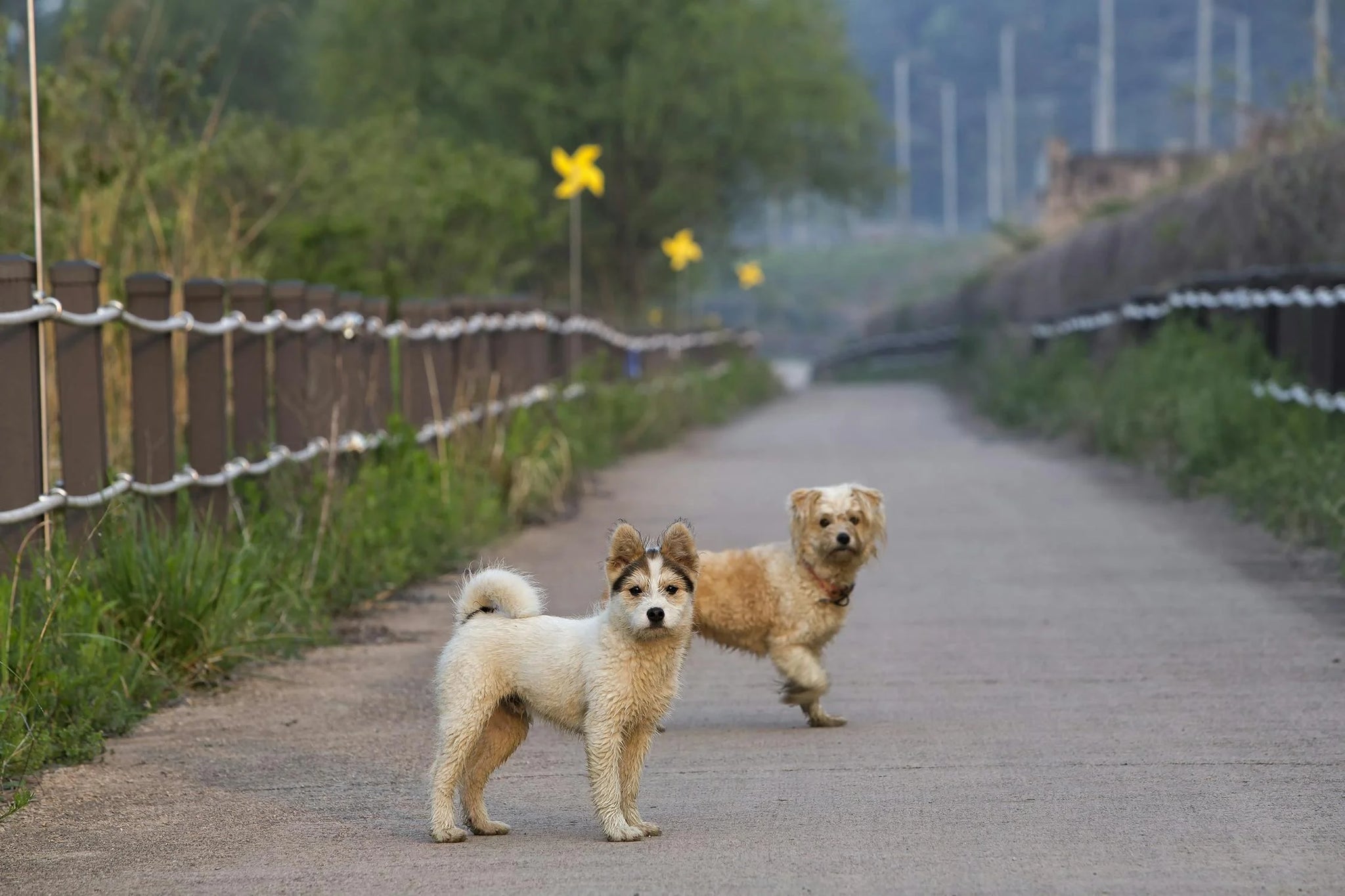 Is Leaving My Dog Outside Bad For Them?