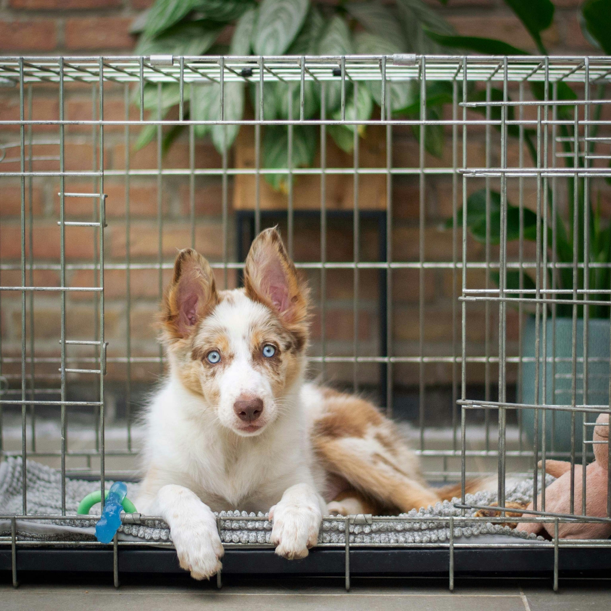 Why Isn’t My Dog Sleeping Inside Their Crate?