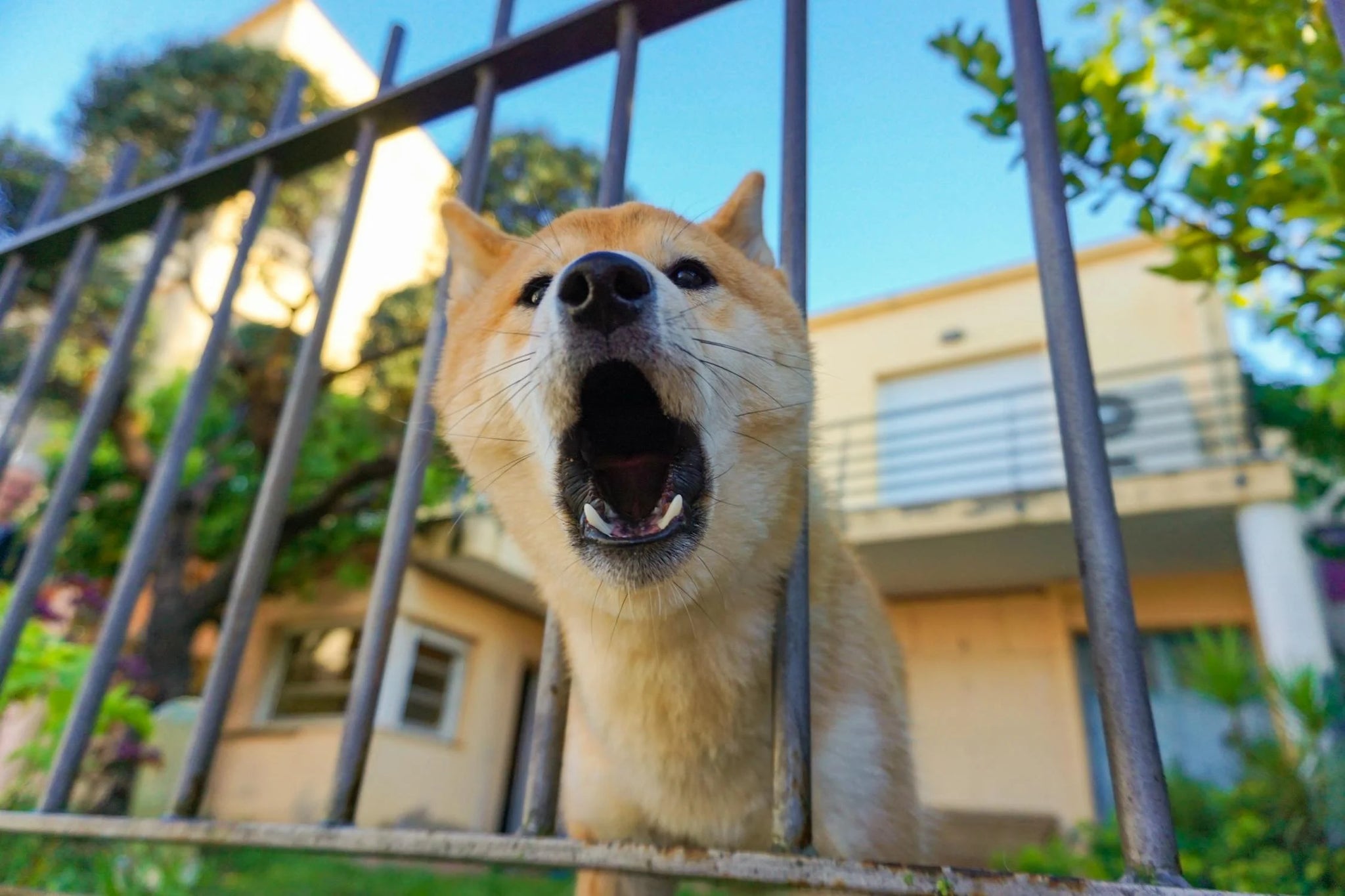 Help! A Dog Bit My Pet! Are They Safe?