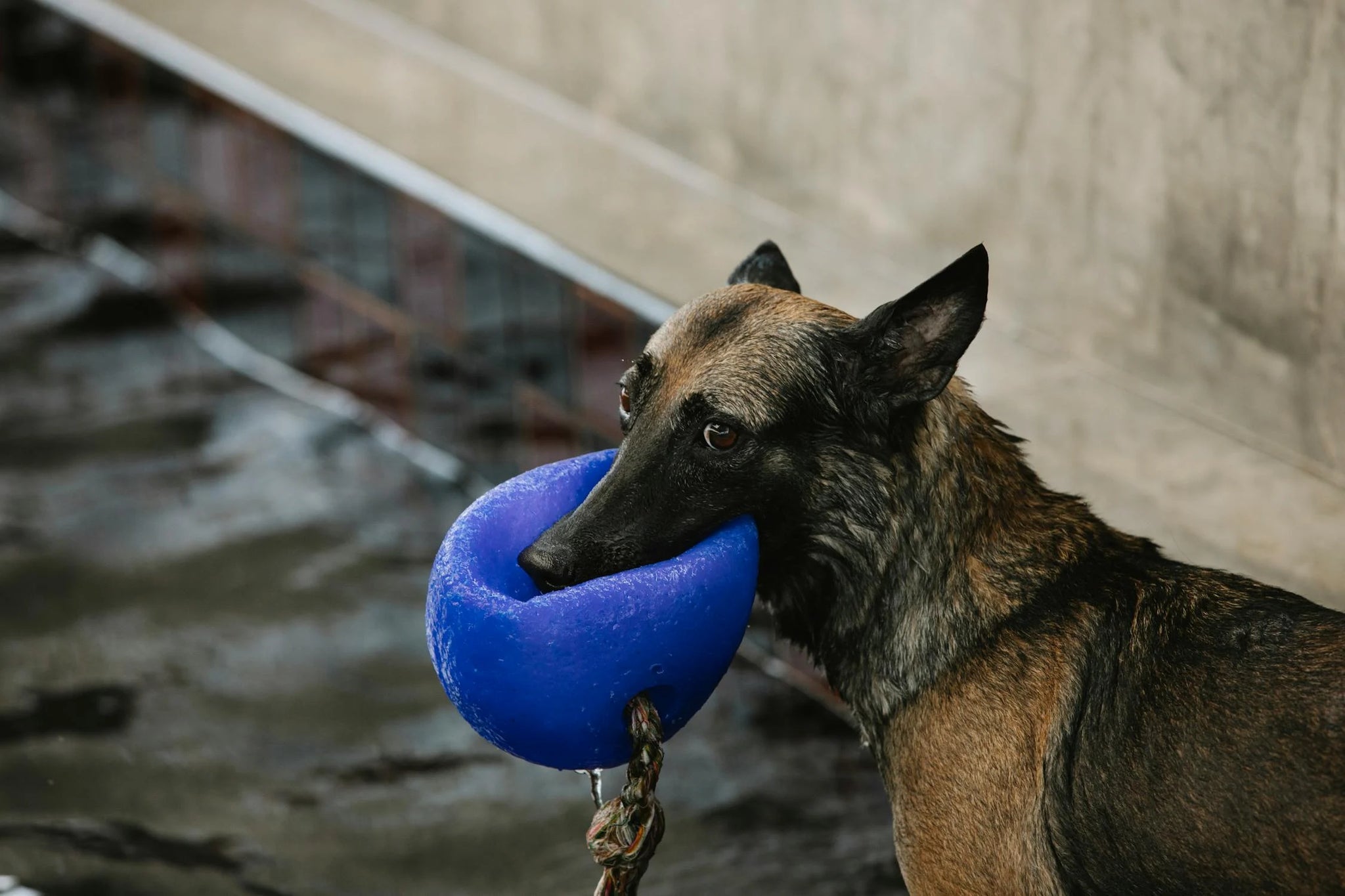 My Dog Play Bites Excessively - What Do I Do?