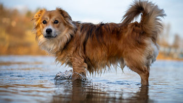 My Dog Got Bit By A Palm Squirrel - What Do I Do?