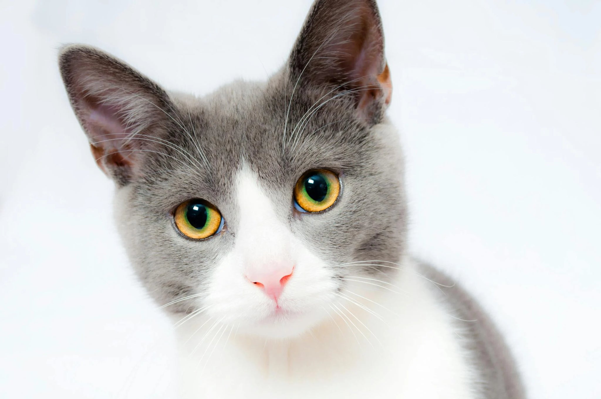 Is Dry Kibble Really The Best Cat Food?