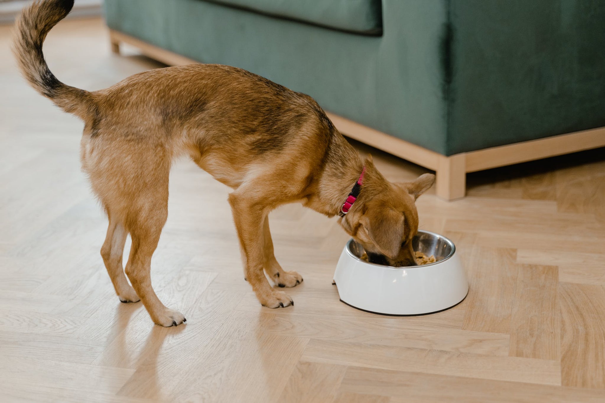Best Fiber Supplement For Pets