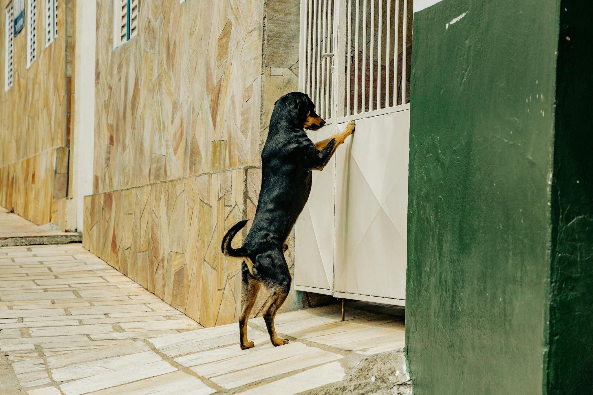 Help! My Dog Freaks Out When I Open My Front Door!
