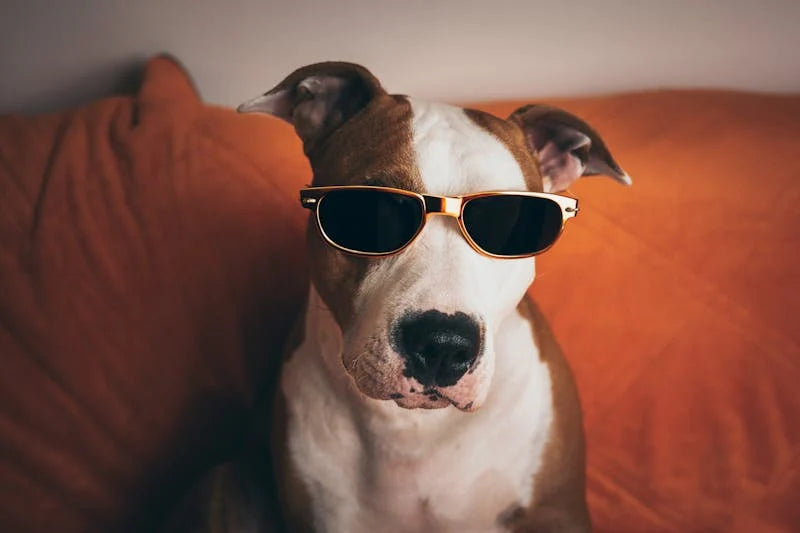 What To Do If My Dog Is Overweight? 5 Easy Tips