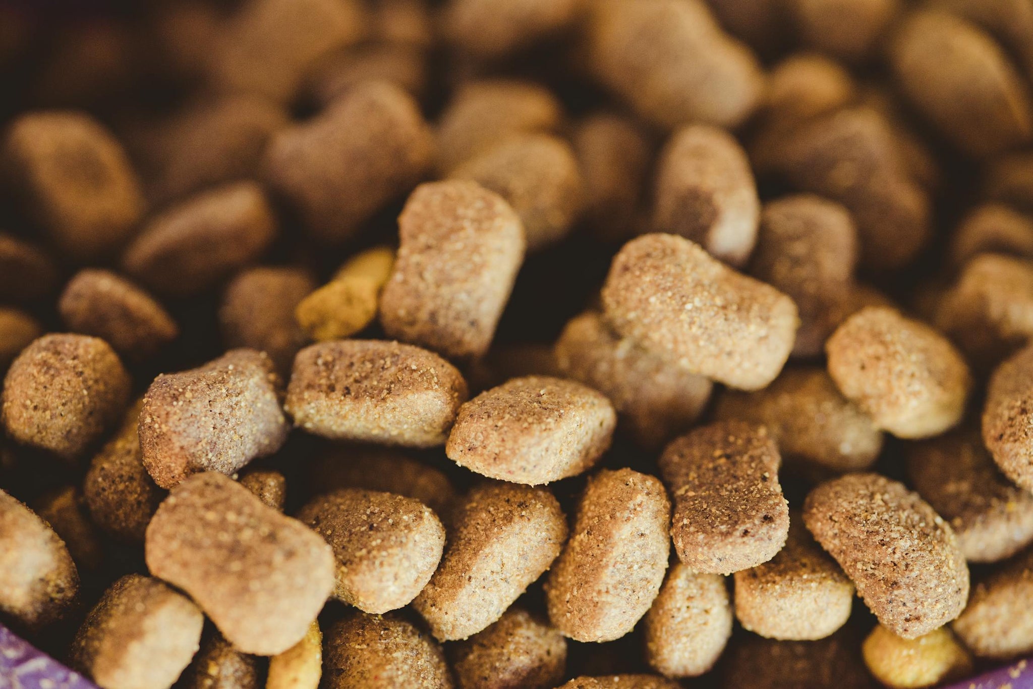 I Found Bugs In My Dog’s Food - What Do I Do?