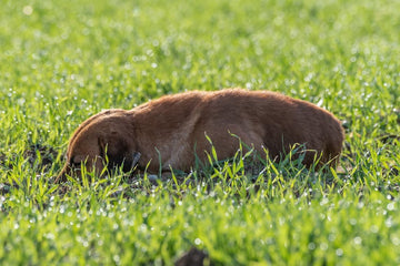 Is Eating Grass Healthy For Dogs?