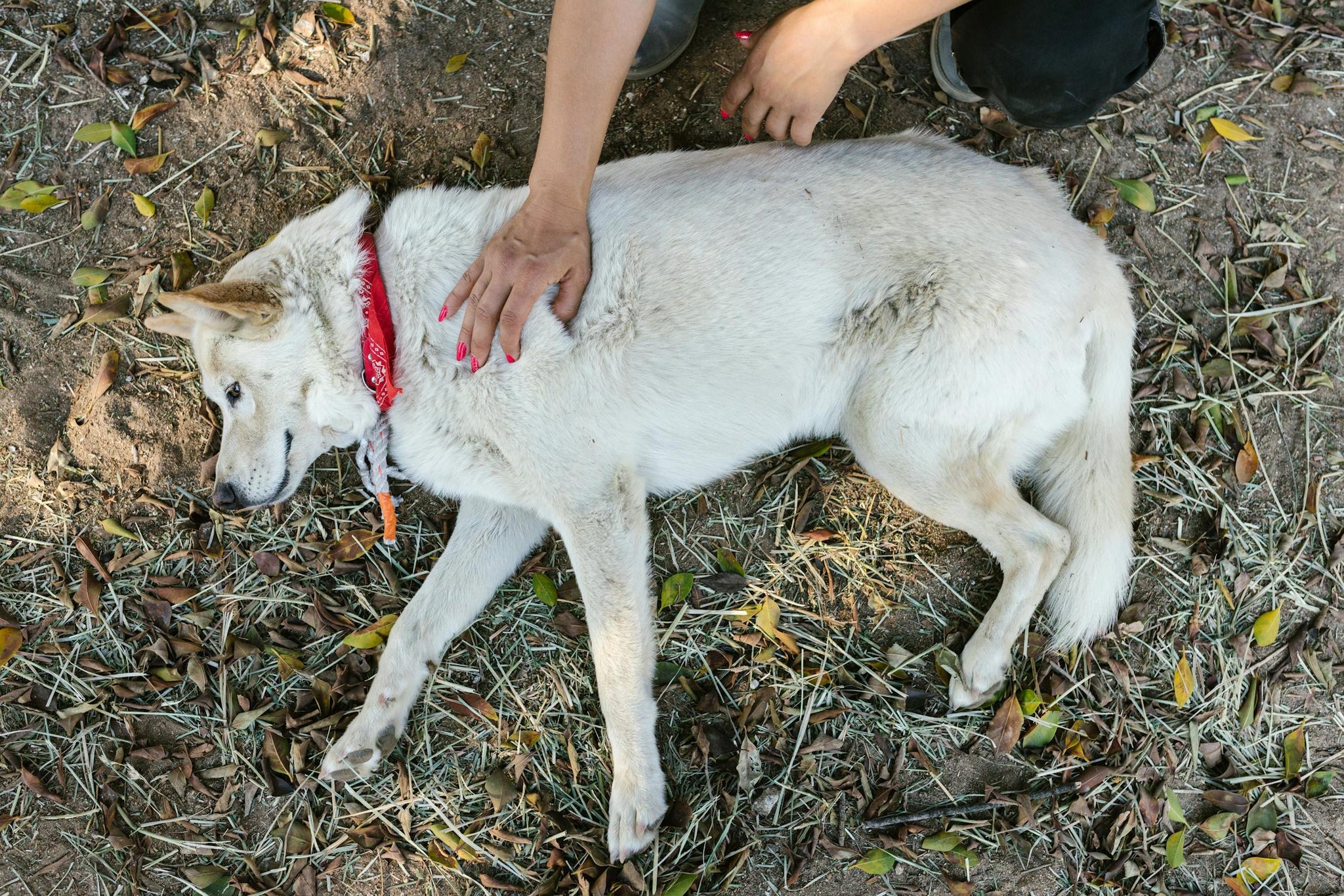 3 Real Reasons Why Dogs Roll On The Ground