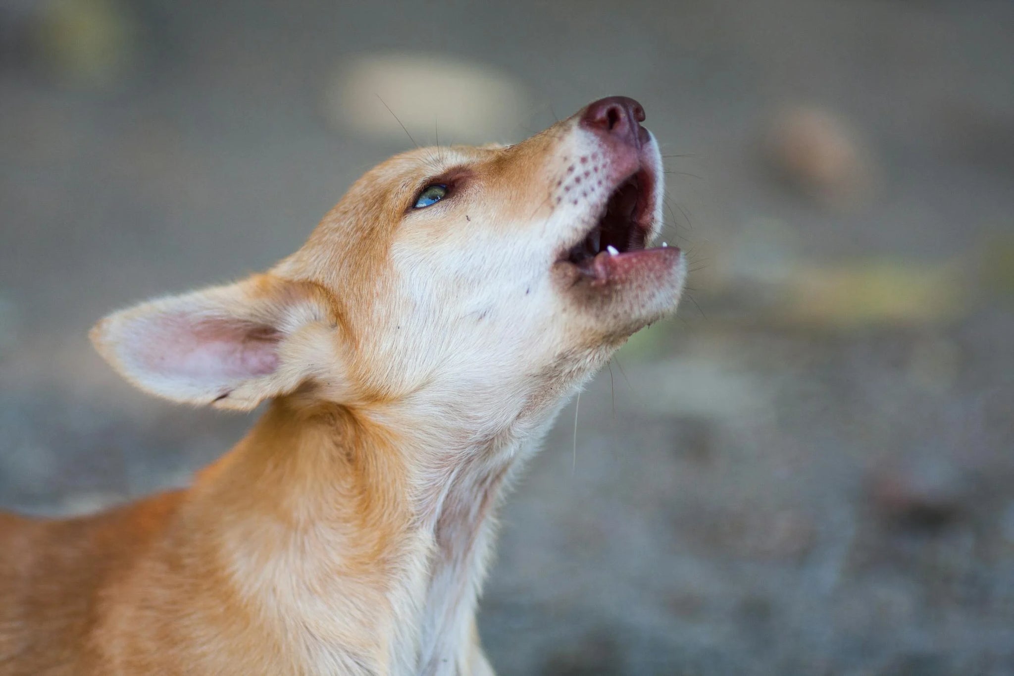 Why Do Dogs Howl? 3 Real Reasons