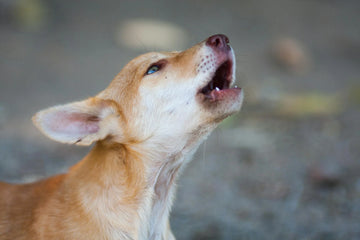 Why Do Dogs Howl? 3 Real Reasons