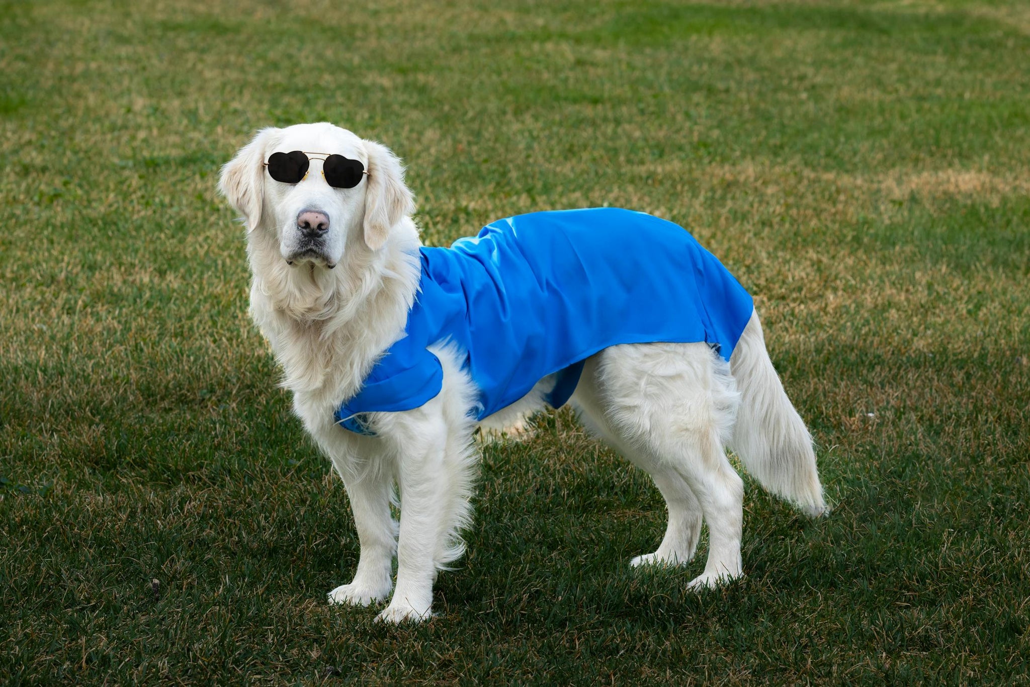 Our Dog Randomly Humps - Is This Dangerous?