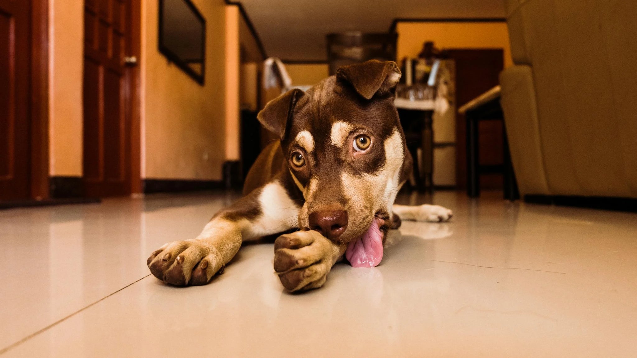 Why Is My Dog Licking His Paws? 3 Tips To Stop This