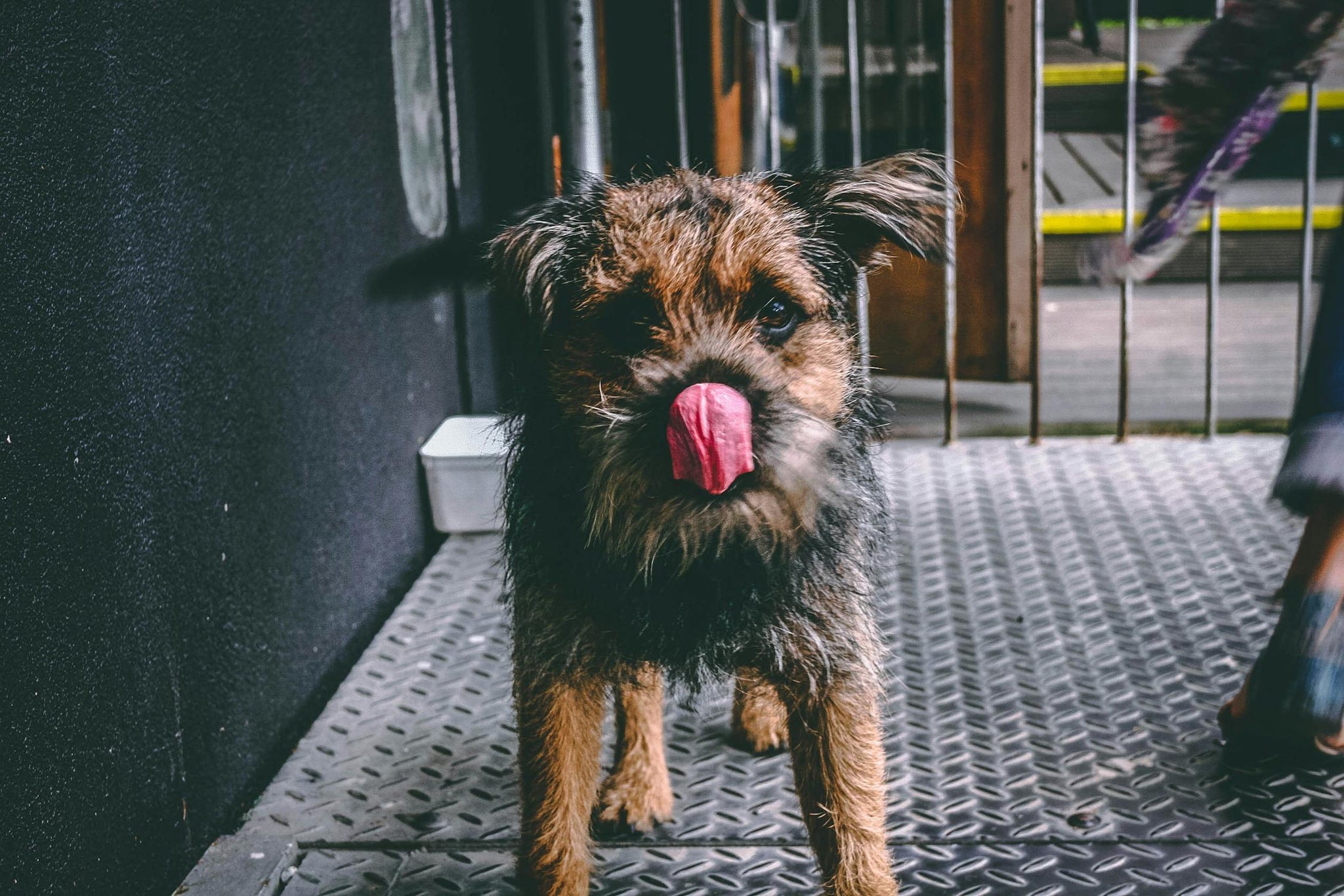 Is It OK If My Dog Licks My Other Dog?