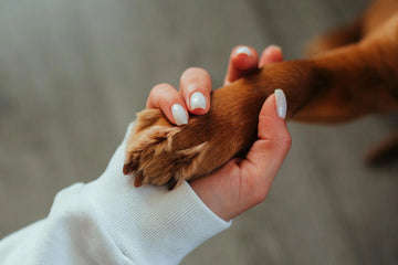 Did My Groomer Cut My Dog’s Nails Too Short?