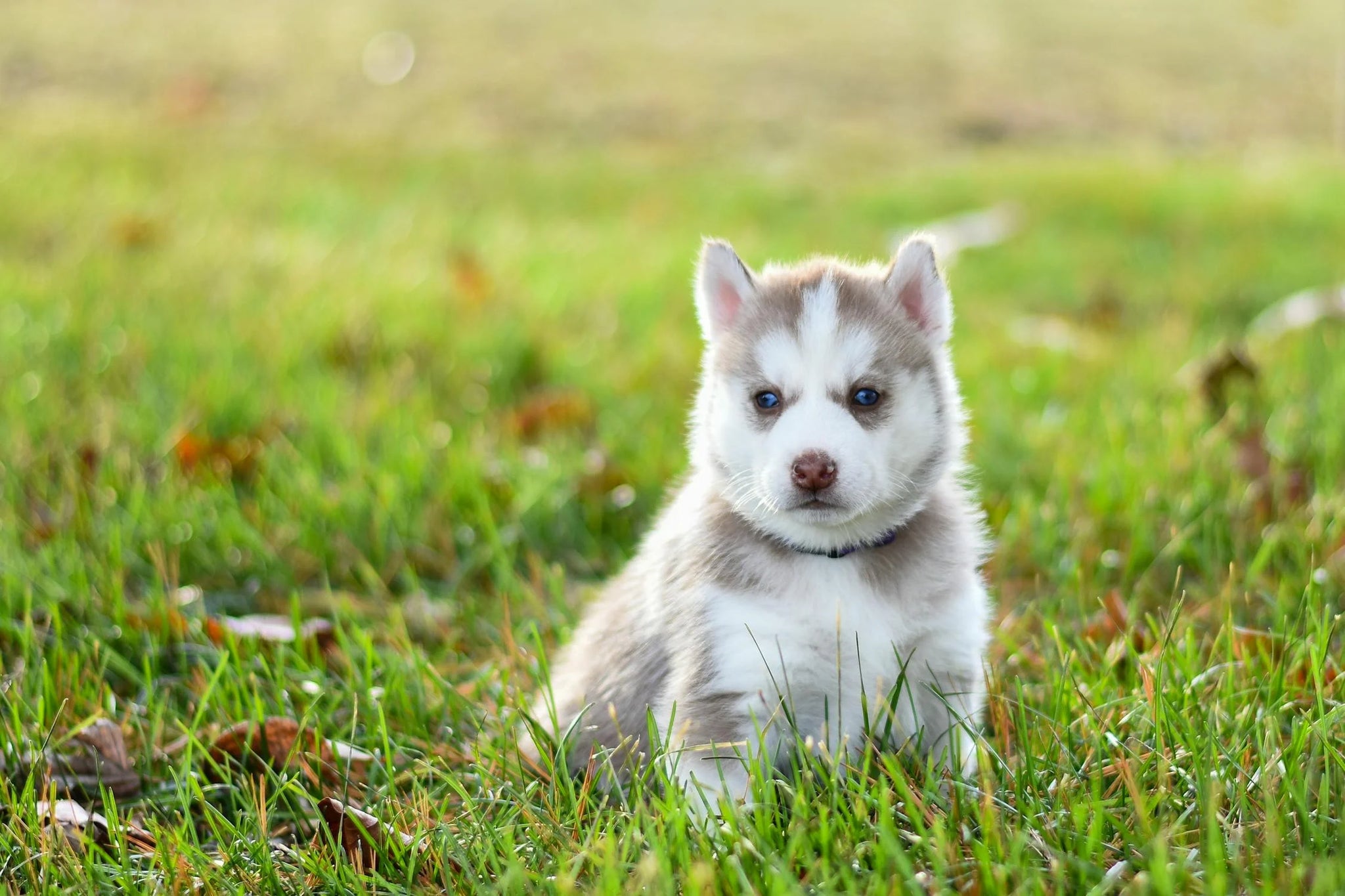 Someone Gifted Me A Dog - What Should I Do?