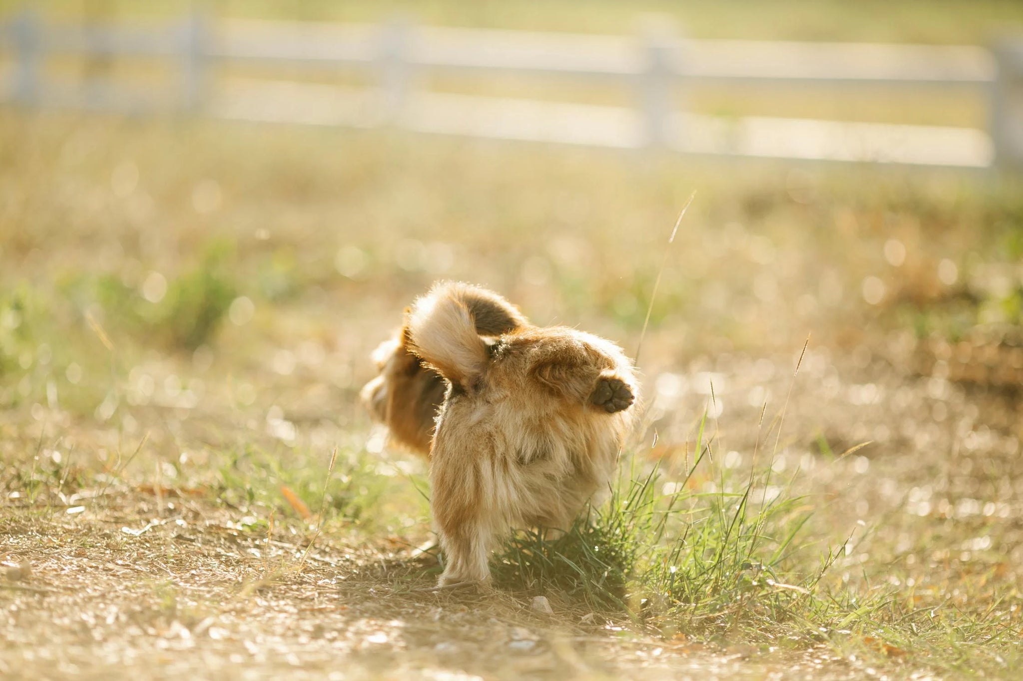 How To Stop My Dog From Peeing Inside? 5 Easy Steps