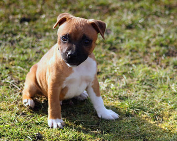 Dog related to Raising a Happy Puppy: Essential Tips for New Owners