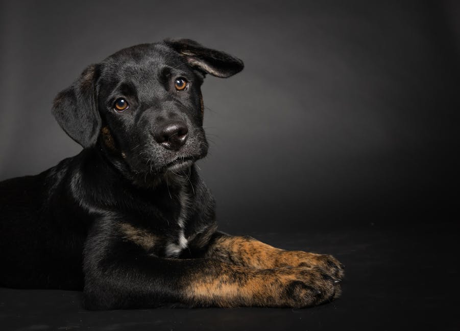 Dog related to Senior Dog Health: Tough Decisions & Compassionate Care