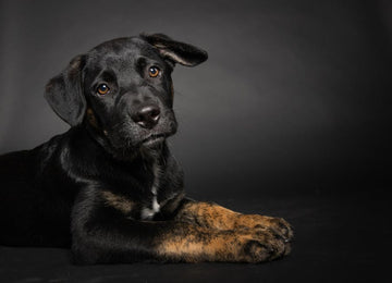 Dog related to Senior Dog Health: Tough Decisions & Compassionate Care