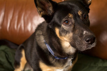 Dog related to Helping Nervous Dogs Feel Safe at Home: Expert Tips