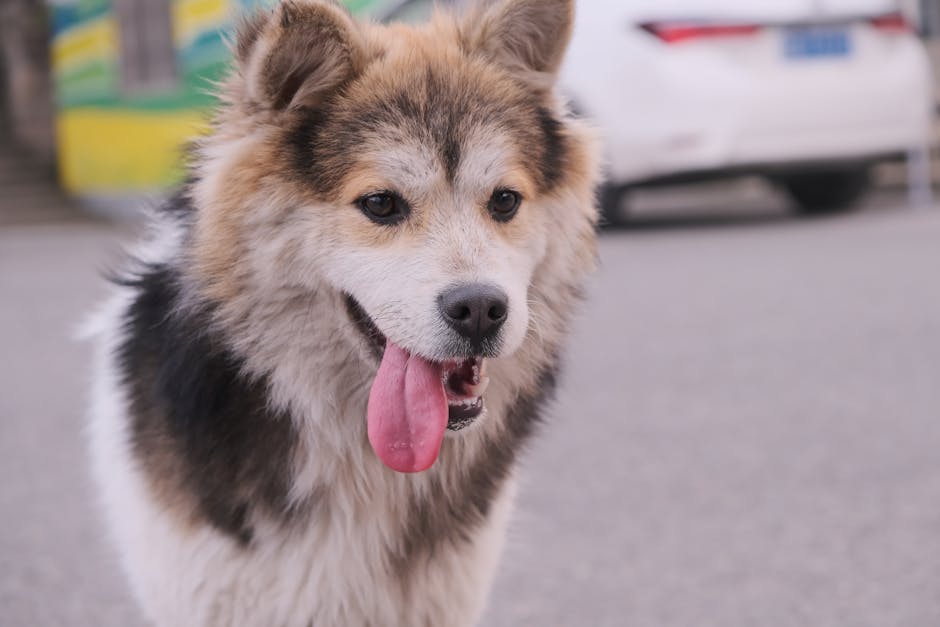 Dog related to Dog Eye Problems: What To Do About Sudden Redness