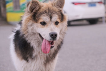 Dog related to Dog Eye Problems: What To Do About Sudden Redness