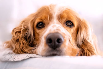 Dog related to What To Do If Your Dog Wakes Up With a Swollen Eye