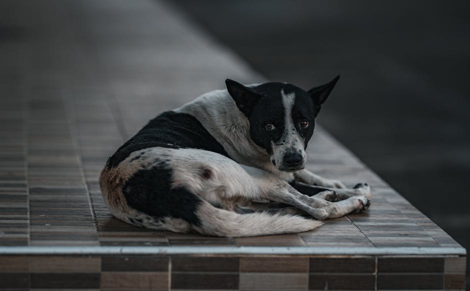 Dog related to Navigating Relationship Conflicts Over Your Dog