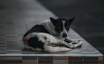 Dog related to Navigating Relationship Conflicts Over Your Dog