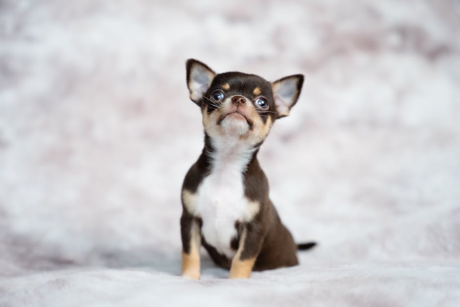 Dog related to Recognizing Seizures & Quality of Life in Senior Dogs