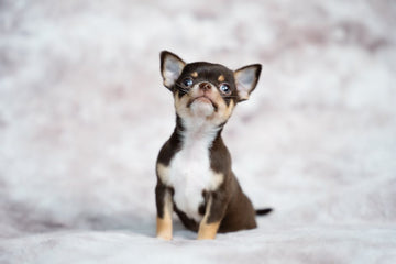 Dog related to Recognizing Seizures & Quality of Life in Senior Dogs