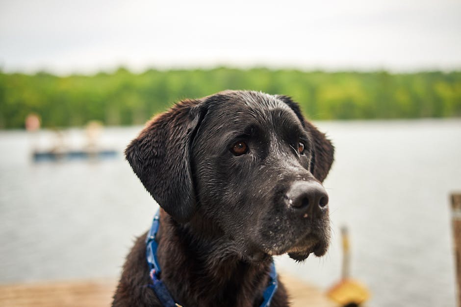 Dog related to Dog Spay Incision Care: What’s Normal and When to Worry