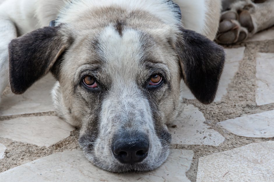 Dog related to How to Spot and Safely Treat Fleas on Your Dog at Home