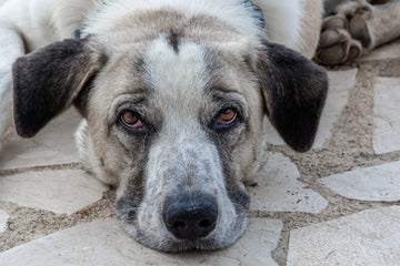 Dog related to How to Spot and Safely Treat Fleas on Your Dog at Home