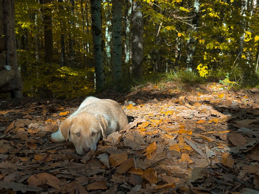 Dog related to Managing Dog Barking After Bringing Home a New Baby