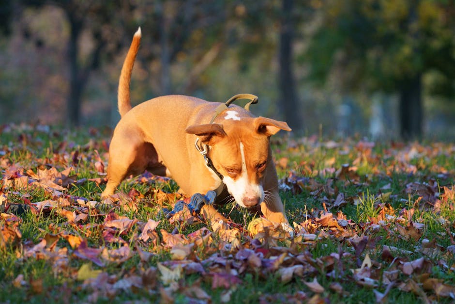 Dog related to Navigating Canine Cancer: Treatment Options & Costs