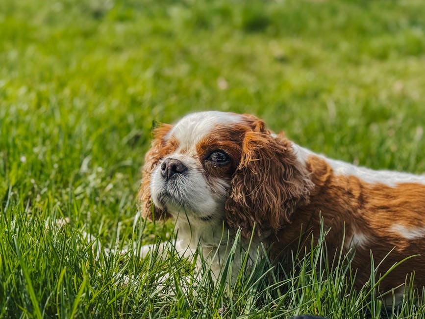 Dog related to Supporting Your Dog During Euthanasia: A Compassionate Guide