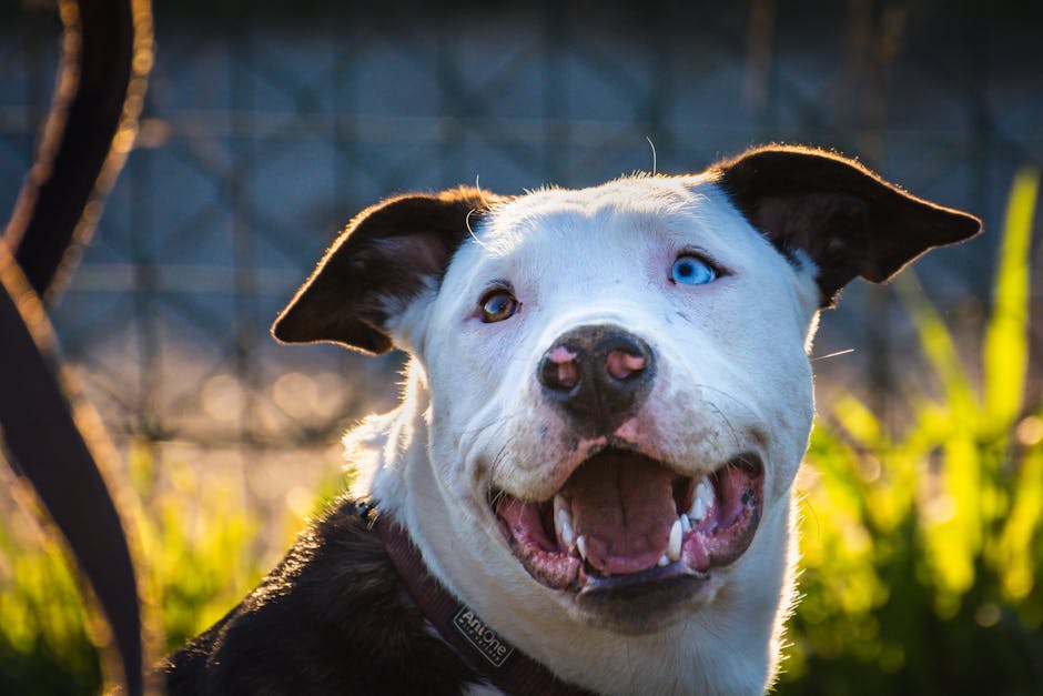 Dog related to Is Your German Shepherd Running Too Much? Key Tips