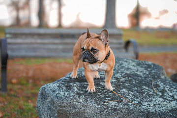 Dog related to Understanding and Managing Reverse Sneezing in Dogs