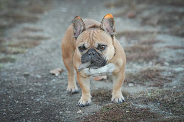 Dog related to Managing Chronic Skin Issues in Pugs: Safe Solutions