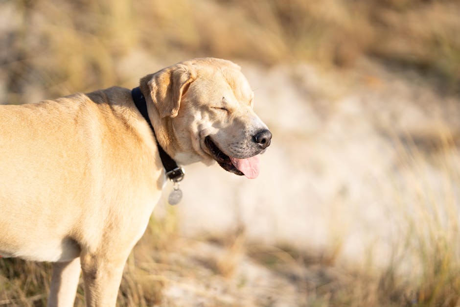 Dog related to Is My Dog’s Poop Normal? What Owners Should Know