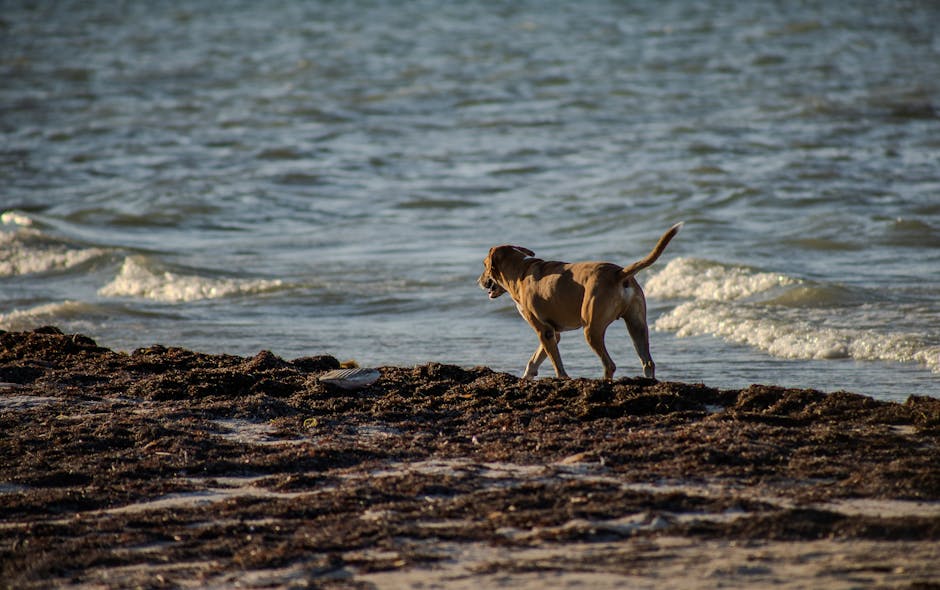 Dog related to Red Eyes in Australian Shepherds: Causes & Care Tips