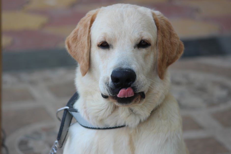 Dog related to Making Tough Choices: Senior Dog Cancer Decisions