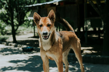 Dog related to How to Manage Aggression in Male Shih Tzus 🐾