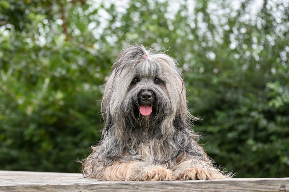 Dog related to Emergency Dog Health: What to Do When Owners Refuse