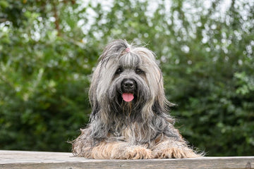 Dog related to Emergency Dog Health: What to Do When Owners Refuse