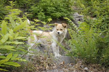 Dog related to Puppy Diarrhea with Blood: Causes & When to Act